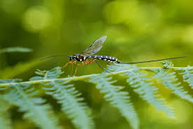 Attēlu rezultāti vaicājumam “Ichneumonidae imago”