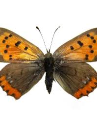 Attēlu rezultāti vaicājumam “Lycaena phlaeas”