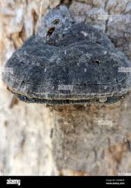 Attēlu rezultāti vaicājumam “Phellinus alni”