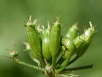 Attēlu rezultāti vaicājumam “Oenanthe aquatica leaf”