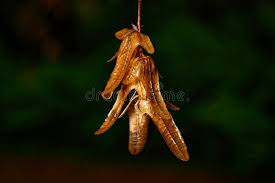 Attēlu rezultāti vaicājumam “Carpinus betulus fruit”