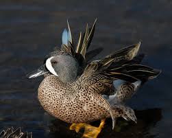 Image result for Anas discors