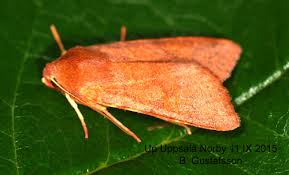 Attēlu rezultāti vaicājumam “Agrochola helvola imago”