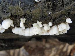 Attēlu rezultāti vaicājumam “Antrodiella semisupina”