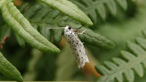 Attēlu rezultāti vaicājumam “Yponomeutidae”