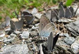 Attēlu rezultāti vaicājumam “Eumedonia eumedon underside”