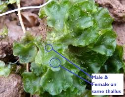 Attēlu rezultāti vaicājumam “Gyroweisia tenuis”