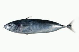 Image result for Katsuwonus pelamis