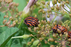Attēlu rezultāti vaicājumam “Graphosoma lineatum imago”
