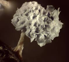 Attēlu rezultāti vaicājumam “Didymium squamulosum”