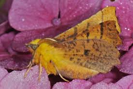 Attēlu rezultāti vaicājumam “Ennomos alniaria”