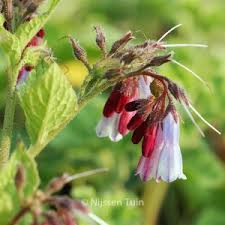 Attēlu rezultāti vaicājumam “Symphytum grandiflorum flower”