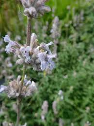 Attēlu rezultāti vaicājumam “Nepeta x faassenii leaf”
