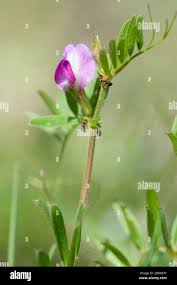 Attēlu rezultāti vaicājumam “Vicia angustifolia”