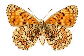 Attēlu rezultāti vaicājumam “Melitaea phoebe underside”