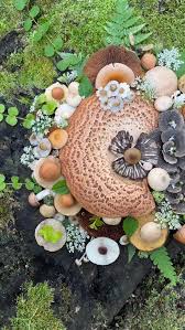 Attēlu rezultāti vaicājumam “Didymium verrucisporum stalked”