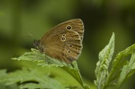 Attēlu rezultāti vaicājumam “Aphantopus hyperantus”