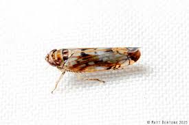 Attēlu rezultāti vaicājumam “Cicadellidae”