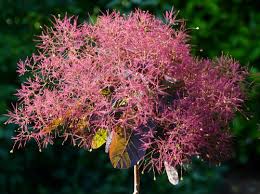 Attēlu rezultāti vaicājumam “Cotinus coggygria flower”