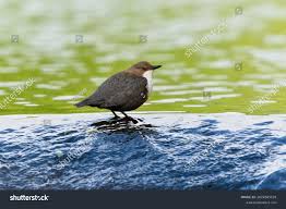 Attēlu rezultāti vaicājumam “Cinclus cinclus”