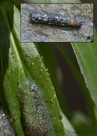 Attēlu rezultāti vaicājumam “Trichoptera egg mass”