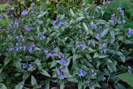Image result for Pulmonaria Silverado