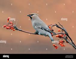 Attēlu rezultāti vaicājumam “Bombycilla garrulus adult”