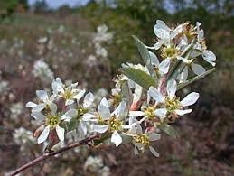 Attēlu rezultāti vaicājumam “Amelanchier spicata flower”
