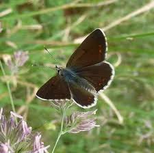 Attēlu rezultāti vaicājumam “Aricia artaxerxes”