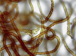 Attēlu rezultāti vaicājumam “Metatrichia vesparia”