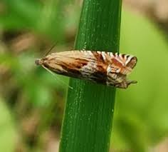 Attēlu rezultāti vaicājumam “Eucosma aspidiscana”