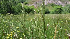 Attēlu rezultāti vaicājumam “Trisetum flavescens flower”