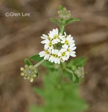 Attēlu rezultāti vaicājumam “Berteroa incana flower”