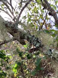 Attēlu rezultāti vaicājumam “Usnea hirta”