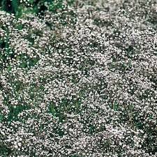 Attēlu rezultāti vaicājumam “Gypsophila paniculata leaf”