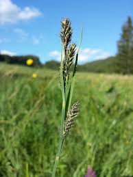 Attēlu rezultāti vaicājumam “Carex buxbaumii”