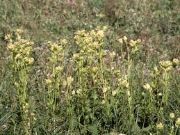 Attēlu rezultāti vaicājumam “Cirsium oleraceum flower”
