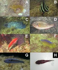 Image result for Sparisoma axillare