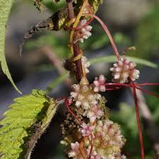 Attēlu rezultāti vaicājumam “Cuscuta europaea fruit”