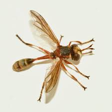 Attēlu rezultāti vaicājumam “Conopidae”