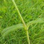 Attēlu rezultāti vaicājumam “Cerastium holosteoides”