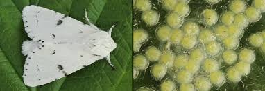 Attēlu rezultāti vaicājumam “Acronicta leporina larva”