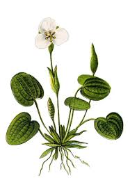 Attēlu rezultāti vaicājumam “Hydrocharis morsus-ranae fruit”