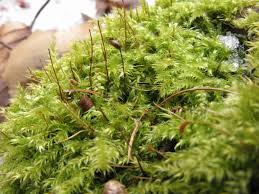 Attēlu rezultāti vaicājumam “Brachytheciastrum velutinum”