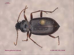 Attēlu rezultāti vaicājumam “Nebria brevicollis”
