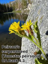 Attēlu rezultāti vaicājumam “Carex globularis flower”