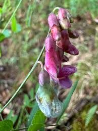 Attēlu rezultāti vaicājumam “Lathyrus niger”