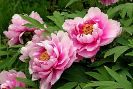 Attēlu rezultāti vaicājumam “Paeonia lactiflora flower”
