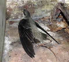 Image result for Chaetura pelagica