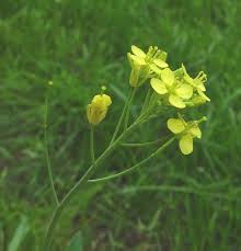 Attēlu rezultāti vaicājumam “Brassica napus flower”